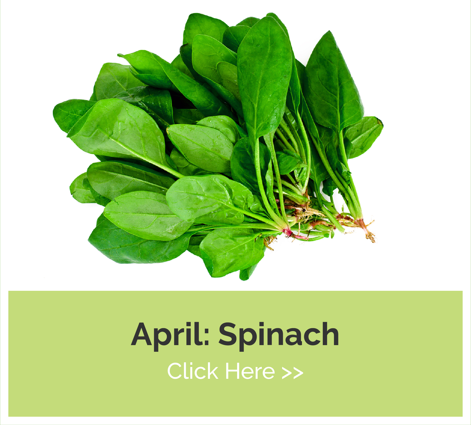 April Spinach - click here