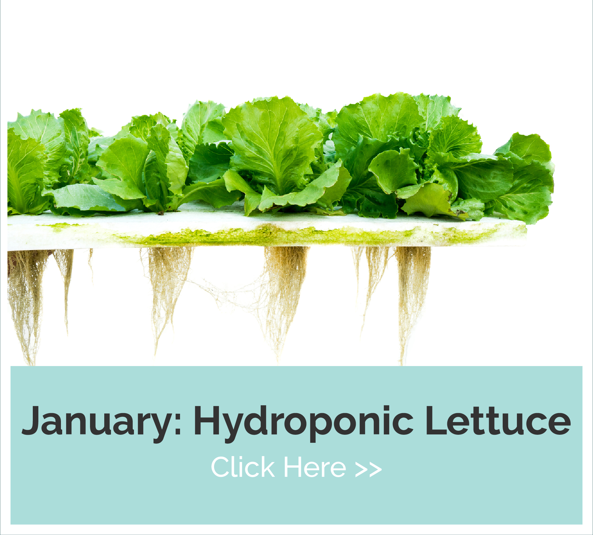 january lettuce - click here