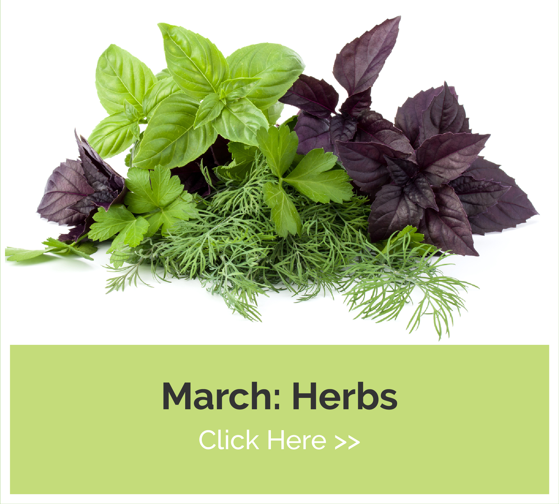march - herbs