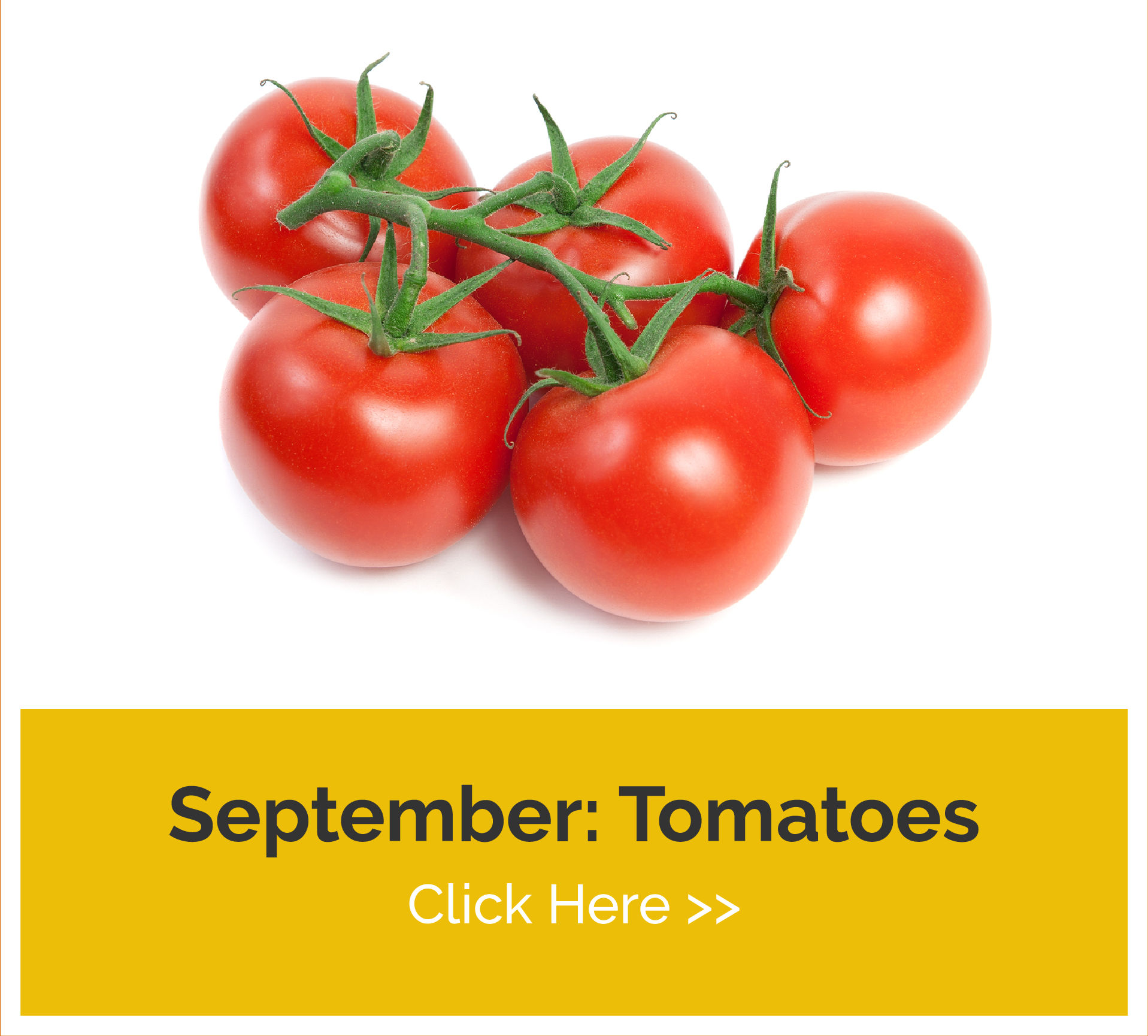 september tomatoes