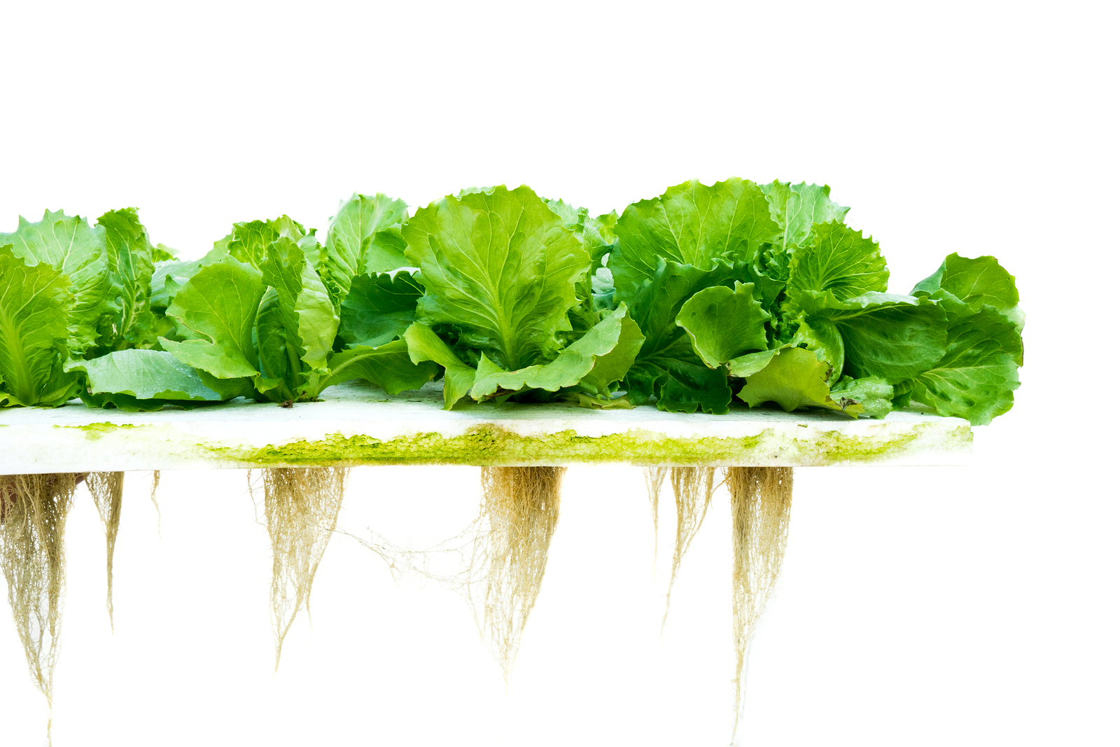Lettuce Hydroponic Green Lettuce hydroponic , white isolated background