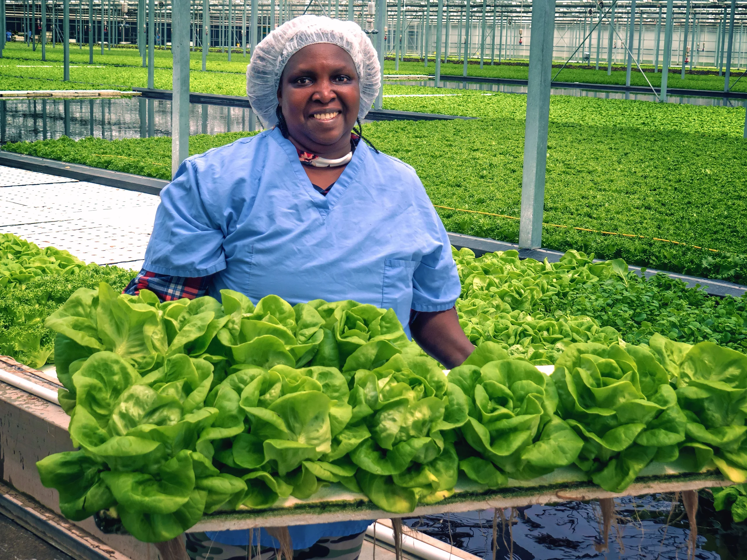 Veronica with Butterhead Lettuce
