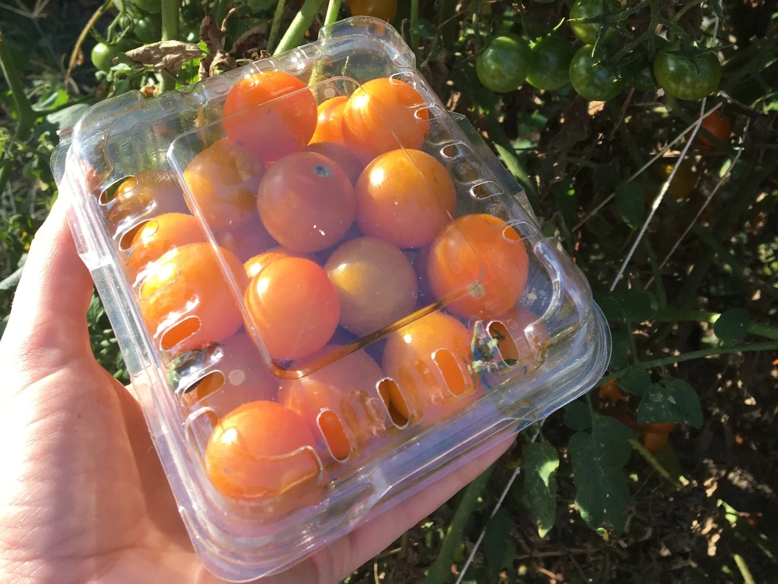Hand holding package of cherry tomatoes