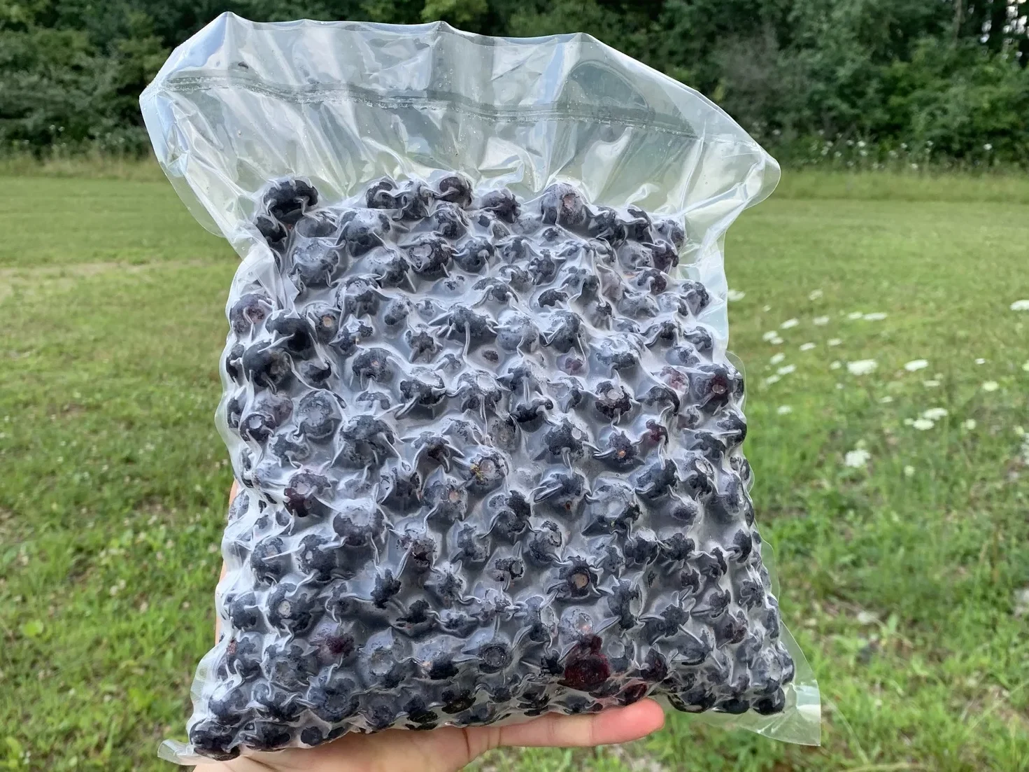 hand holding bag of blueberries